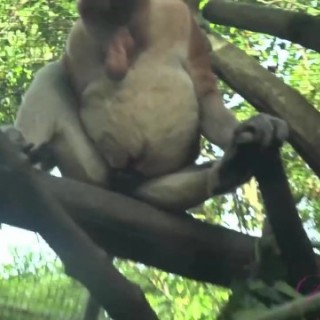 Домашний ролик